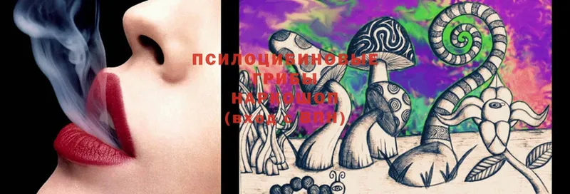 Псилоцибиновые грибы Psilocybine cubensis  Курильск 